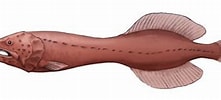 Risultato immagine per "cetostomaregani". Dimensioni: 221 x 96. Fonte: paleontology.sakura.ne.jp