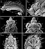 Afbeeldingsresultaten voor Scolelepis bonnieri Geslacht. Grootte: 93 x 100. Bron: www.researchgate.net
