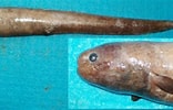 Image result for Simenchelys parasitica Kenmerken. Size: 156 x 100. Source: www.fishbase.se