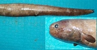 Image result for Simenchelys parasitica. Size: 195 x 100. Source: www.fishbase.se