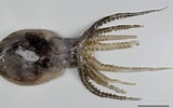 Afbeeldingsresultaten voor Ocythoe tuberculata Geslacht. Grootte: 160 x 100. Bron: niwa.co.nz