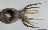 Image result for Ocythoe tuberculata Anatomie. Size: 162 x 100. Source: niwa.co.nz