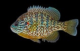 Afbeeldingsresultaten voor Lepomis gibbosus. Grootte: 157 x 100. Bron: ncfishes.com