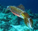 Image result for Squid Coral Reef. Size: 123 x 100. Source: ramblingjill.blogspot.com