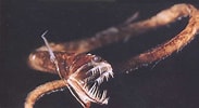 Image result for "flagellostomias Boureei". Size: 183 x 100. Source: www.fishbiosystem.ru