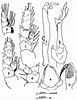 Afbeeldingsresultaten voor Scottocalanus securifrons Geslacht. Grootte: 77 x 100. Bron: copepodes.obs-banyuls.fr