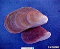 Image result for "modiolus Barbatus". Size: 123 x 100. Source: nl.reeflex.net