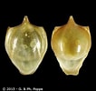 Image result for "cavolinia tridentata Danae". Size: 106 x 100. Source: www.conchology.be