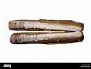 Afbeeldingsresultaten voor "ensis Arcuatus". Grootte: 132 x 100. Bron: www.alamy.com