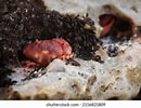 Image result for "lydia Annulipes". Size: 130 x 100. Source: www.shutterstock.com