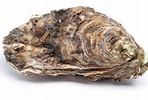 Image result for Japanse oester Bewerkingen. Size: 148 x 100. Source: www.qualimer.com