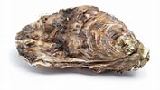 Afbeeldingsresultaten voor Japanse oester Roofdieren. Grootte: 177 x 100. Bron: www.qualimer.com