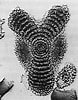 Image result for "amphirhopalum Ypsilon". Size: 78 x 100. Source: www-odp.tamu.edu
