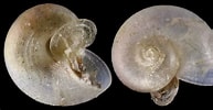 Image result for Skenea serpuloides Anatomie. Size: 193 x 100. Source: www.idscaro.net