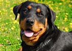 Bilderesultat for Rottweiler. Størrelse: 141 x 100. Kilde: dogbreeds.wiki