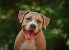 Image result for Amerikansk pitbullterrier. Size: 138 x 100. Source: www.mein-haustier.de