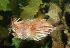 Image result for "amphilonche Diodon". Size: 145 x 100. Source: fishesofaustralia.net.au