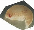 Image result for "thyropus Sphaeroma". Size: 111 x 100. Source: www.odb.ntu.edu.tw