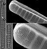 Afbeeldingsresultaten voor "euchaetomera Tenuis". Grootte: 96 x 100. Bron: diatoms.org