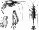 Afbeeldingsresultaten voor "gnathophausia Zoea". Grootte: 132 x 100. Bron: zenodo.org