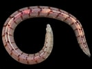 Image result for Ophichthus polyophthalmus. Size: 134 x 100. Source: www.aphotomarine.com