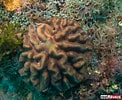 Image result for Manicina areolata Stam. Size: 122 x 100. Source: reefbuilders.com