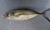 Image result for Caranx crysos Anatomie. Size: 162 x 100. Source: ncfishes.com