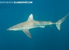 Afbeeldingsresultaten voor "carcharhinus Brachyurus". Grootte: 137 x 100. Bron: shark-references.com