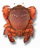 Biletresultat for Spanner Crab Fish. Storleik: 84 x 100. Kjelde: orders.seafoodstore.com.au