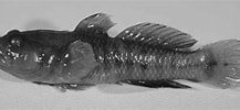 Afbeeldingsresultaten voor "millerigobius Macrocephalus". Grootte: 217 x 100. Bron: www.researchgate.net