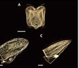 Image result for "lensia Subtiloides". Size: 116 x 100. Source: scienceon.kisti.re.kr