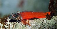 Image result for "tripterygion Melanurus". Size: 194 x 100. Source: www.allfishes.net