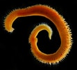 Image result for "naineris Quadricuspida". Size: 111 x 100. Source: www.irlspecies.org