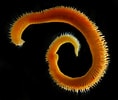 "naineris Quadricuspida" に対する画像結果.サイズ: 118 x 100。ソース: www.irlspecies.org