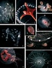 Image result for "chromatonema Rubra". Size: 76 x 100. Source: www.researchgate.net