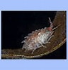 Image result for "gammarellus Homari". Size: 96 x 100. Source: www.seawater.no