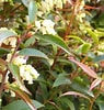 Image result for "leucothoe Spinicarpa". Size: 95 x 100. Source: plantaddicts.com