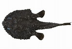 Image result for Dibranchus atlanticus Anatomie. Size: 148 x 100. Source: fishesofaustralia.net.au