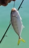 Image result for Caranx crysos Anatomie. Size: 60 x 100. Source: ncfishes.com