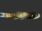 Image result for "lampanyctus Intricarius". Size: 135 x 100. Source: fishesofaustralia.net.au
