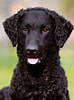 Image result for Curly-Coated Retriever. Size: 74 x 100. Source: br.pinterest.com