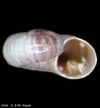 Image result for Skenea serpuloides Anatomie. Size: 93 x 100. Source: www.conchology.be
