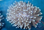 Image result for Heliofungia. Size: 145 x 100. Source: www.make-reef.de