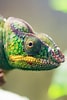 Image result for Chameleon Profile. Size: 67 x 100. Source: www.pinterest.com