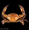 Image result for Charybdis Charybdis japonica Familie. Size: 98 x 100. Source: www.crustaceology.com