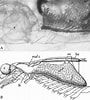 Image result for "lophogaster Typicus". Size: 90 x 100. Source: www.researchgate.net