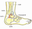 足の骨と関節 に対する画像結果.サイズ: 109 x 100。ソース: jiko-110.com