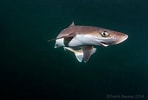 Image result for "squalus Acanthias". Size: 148 x 100. Source: shark-references.com