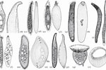 Image result for "chaenea Teres". Size: 150 x 100. Source: royalsocietypublishing.org