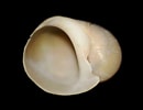 Image result for "lacuna Pallidula". Size: 130 x 100. Source: www.aphotomarine.com